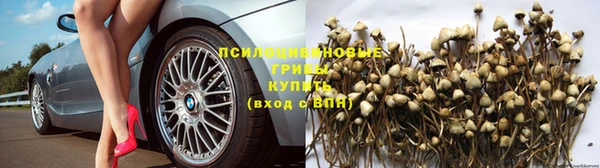 стаф Абинск